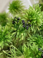 Sphagnum wulfianum - Photo : Séléna Bergeron